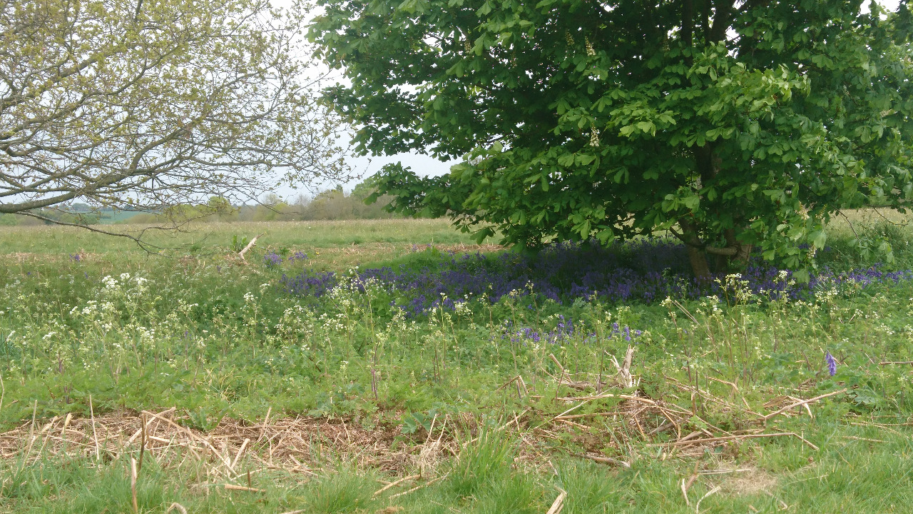 Kinsbourne Green Common